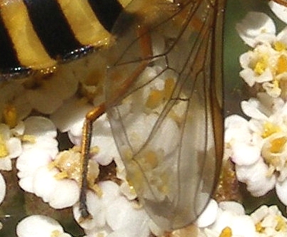 Syrphus cfr. ribesii (Diptera, Syrphidae)